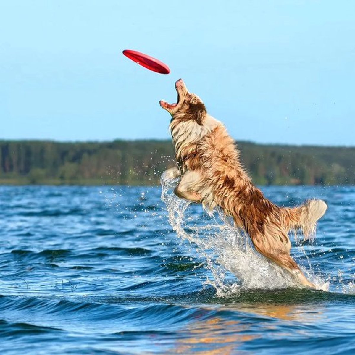 Frisbee - 7 Pieces - Dog Frisbee - Rubber Frisbee Dog - Dog Toys - Beach Toys - Disc - Soft Silicone - Dog Intelligence Toys - For All Dogs - 17.8 Cm