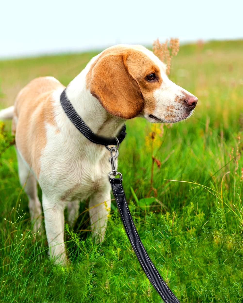 6FT Reflective Dog Leash with Soft Padded Handle for Training,Walking Lead for Large & Medium Dog,1 Inch Wide,Black